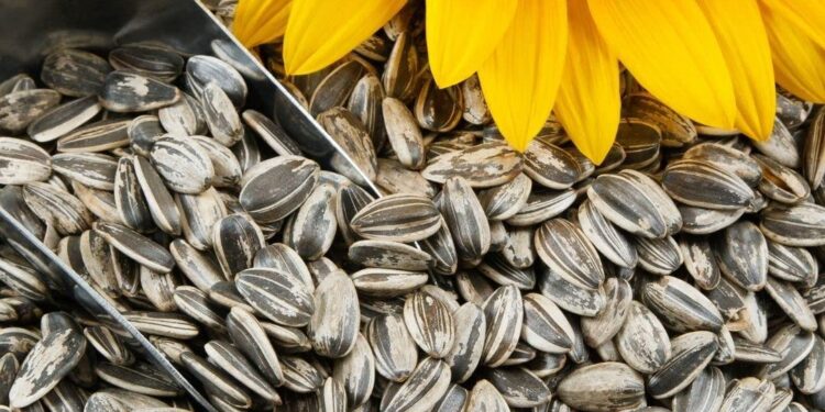She Gave Away 10000 Sunflower Seeds — This Baker’s Dream Is Turning Chennai Into a Garden City – The Better India