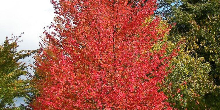 Friends overseas: When maple meets Chinese medicine in Changsha – news.cgtn.com