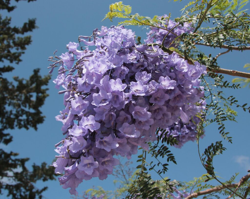 Blooming jacaranda trees turn roads in SW China’s Kunming into wonderland – Xinhua