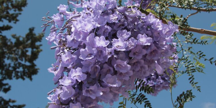 Blooming jacaranda trees turn roads in SW China’s Kunming into wonderland – Xinhua