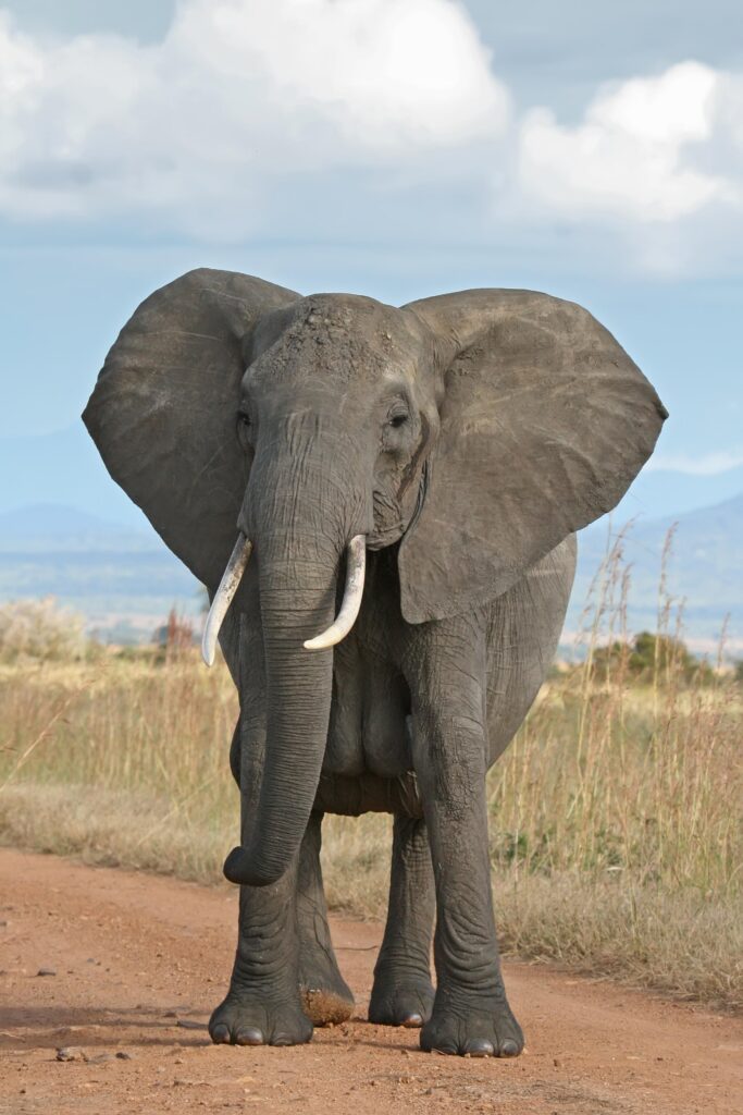 Lonely Asian elephant finds a mate – China Daily