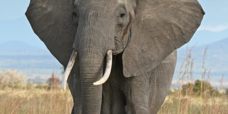 Lonely Asian elephant finds a mate – China Daily