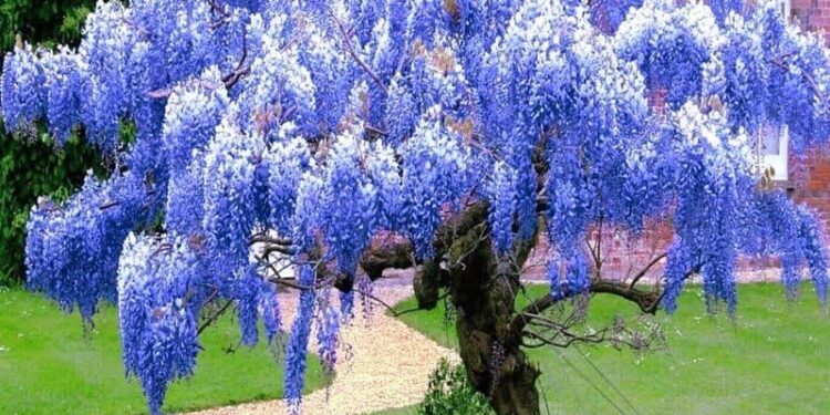 Where To See Wisteria Across Japan: Best Spots and Peak Bloom Dates – Tokyo Weekender