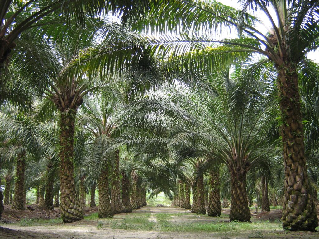 Malaysian Palm Oil Grows As Ringgit Weakens And Dalian Gains – Finimize