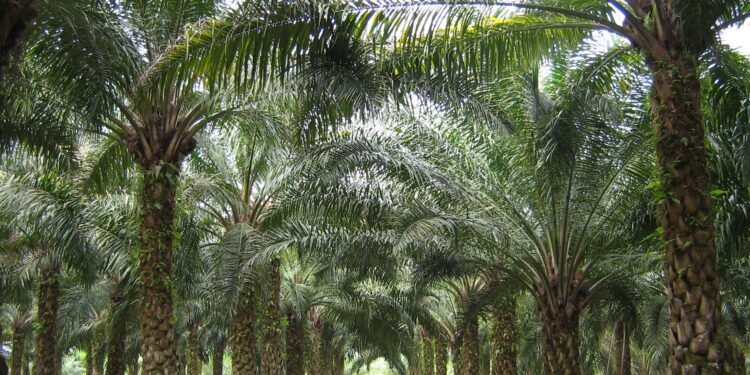 Malaysian Palm Oil Grows As Ringgit Weakens And Dalian Gains – Finimize