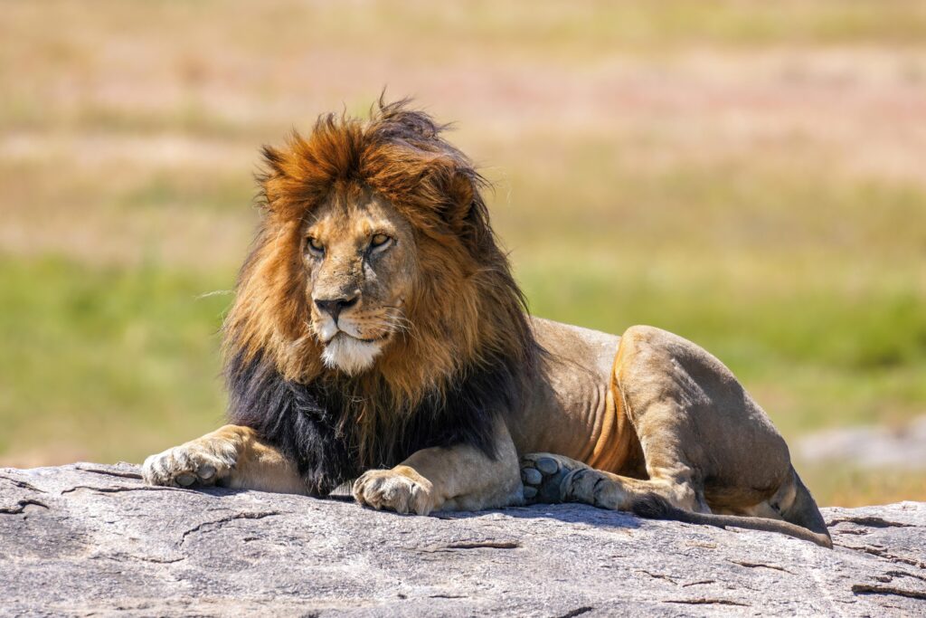 Lion kills 14-year-old girl, elephant kills man in separate incidents in Kenya – CBS News