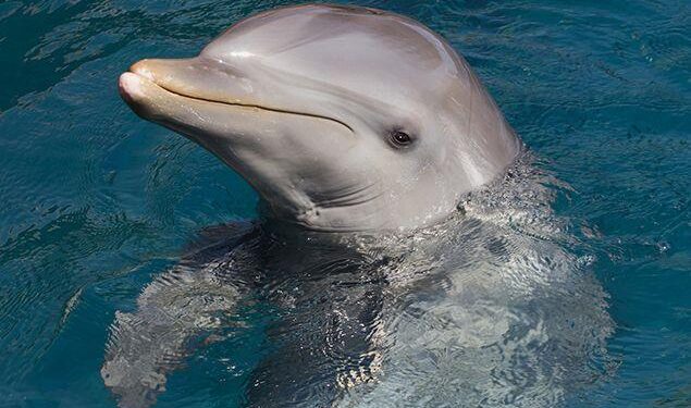 ¡Hola, Dolphins! Miami Set to Make NFL History in Madrid, Spain – MSN