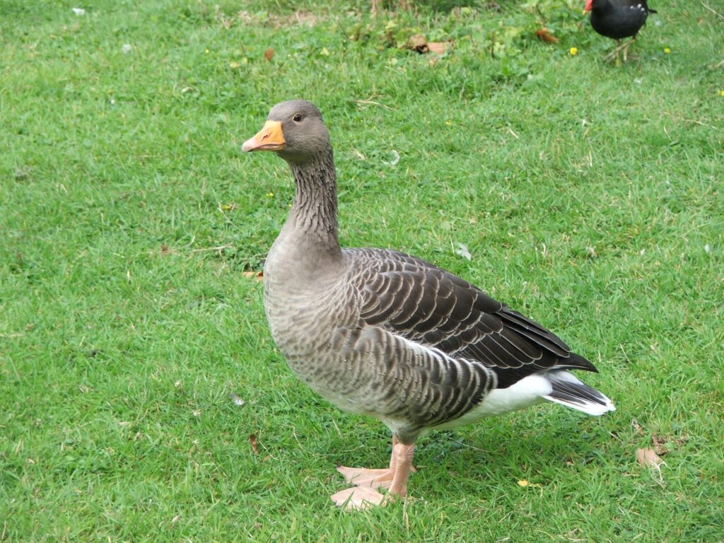 Fame, Pursued by Goose: The Chongqing ‘Uncle’ Who Became an Internet Star – Sixth Tone