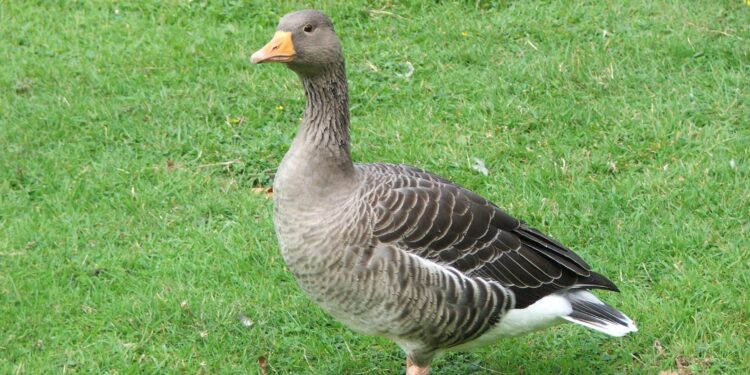 Fame, Pursued by Goose: The Chongqing ‘Uncle’ Who Became an Internet Star – Sixth Tone