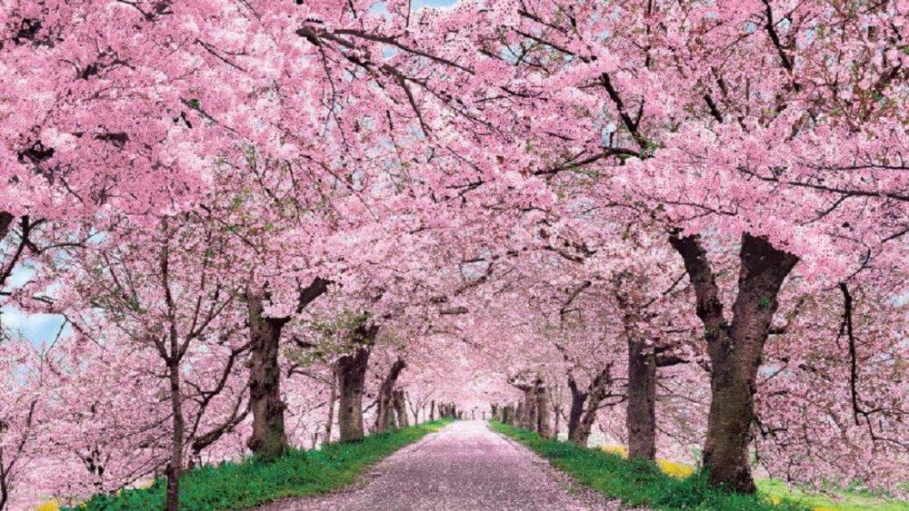 People enjoy spring blossoms in Xi’an – Xinhua