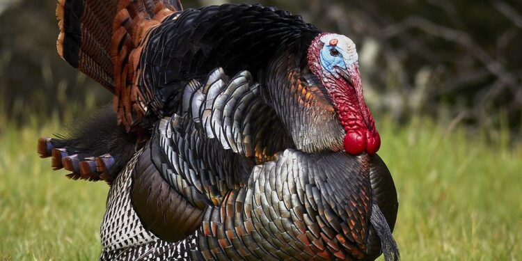 ‘The Turkey equation’: India and Ankara are doing business but there’s more to the story – Business Today