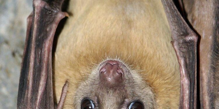 China discovers new bat coronavirus – News.com.au