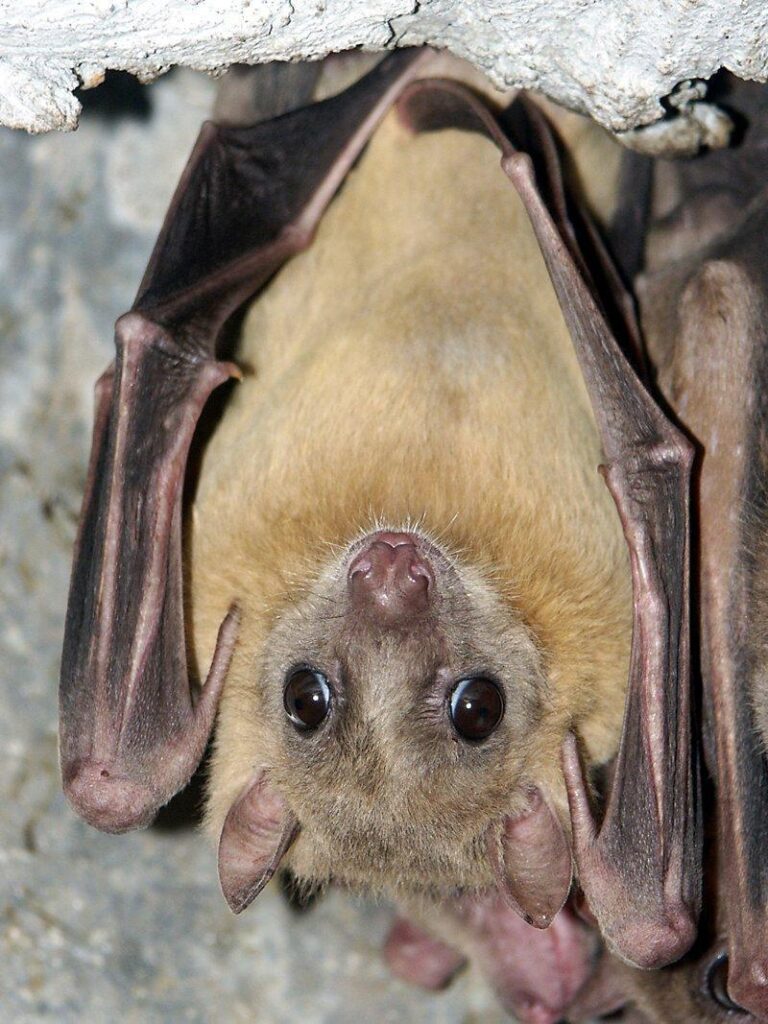 China discovers new bat coronavirus – News.com.au