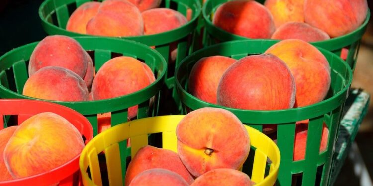 “Dalian nectarines, cherries, and other fruits show improved quality this season, with lower prices” – FreshPlaza