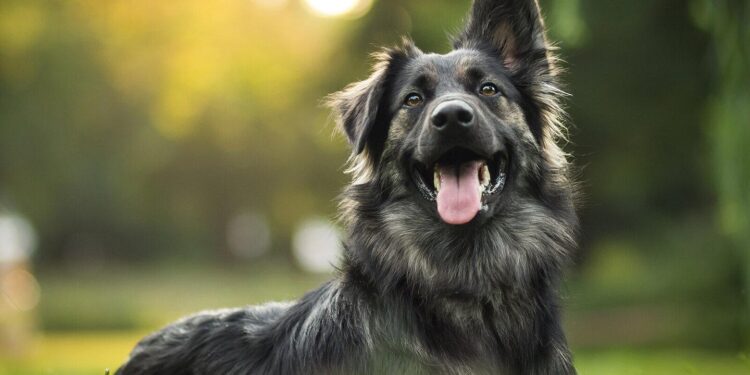 Owner of dog mauled on Upper West Side blames lack of enforcement for attack – CBS News