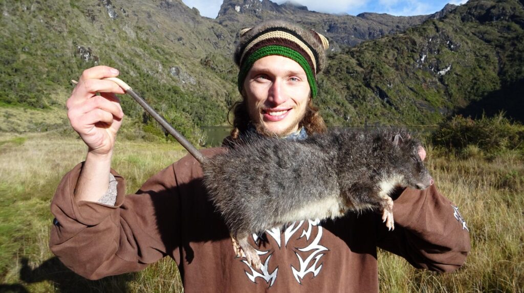 The mysterious Giant Woolly Rat: Largest rodent in Australia and Oceania documented for first time – Phys.org