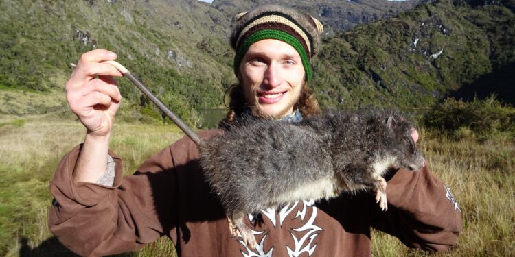 The mysterious Giant Woolly Rat: Largest rodent in Australia and Oceania documented for first time – Phys.org