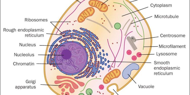 Journal of Cellular Physiology | Cell Biology Journal – Wiley Online Library