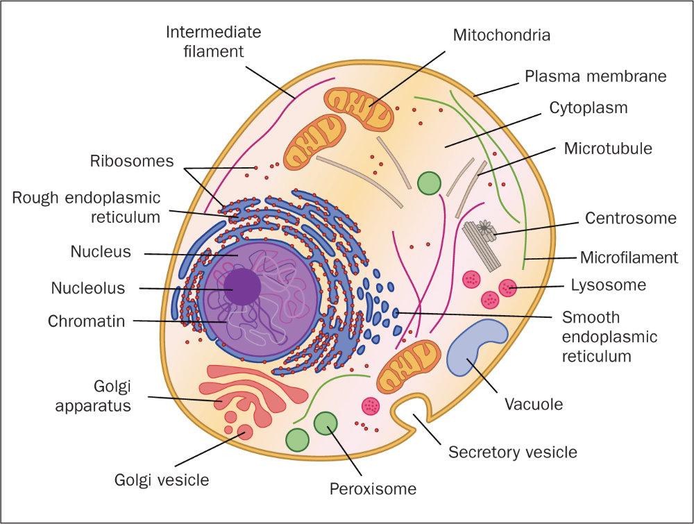 Journal of Cellular Physiology | Cell Biology Journal – Wiley Online Library