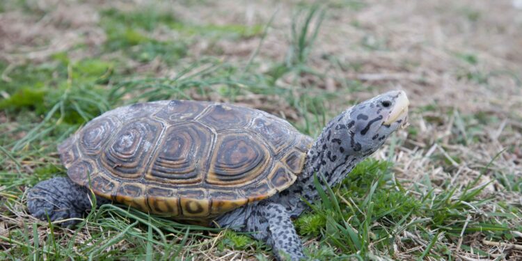 Terrapins to Open Spring Slate at Guadalajara – University of Maryland Athletics