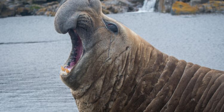 2-ton elephant seal takes “unexpected journey” into residential area in South Africa before safely returning to sea – CBS News