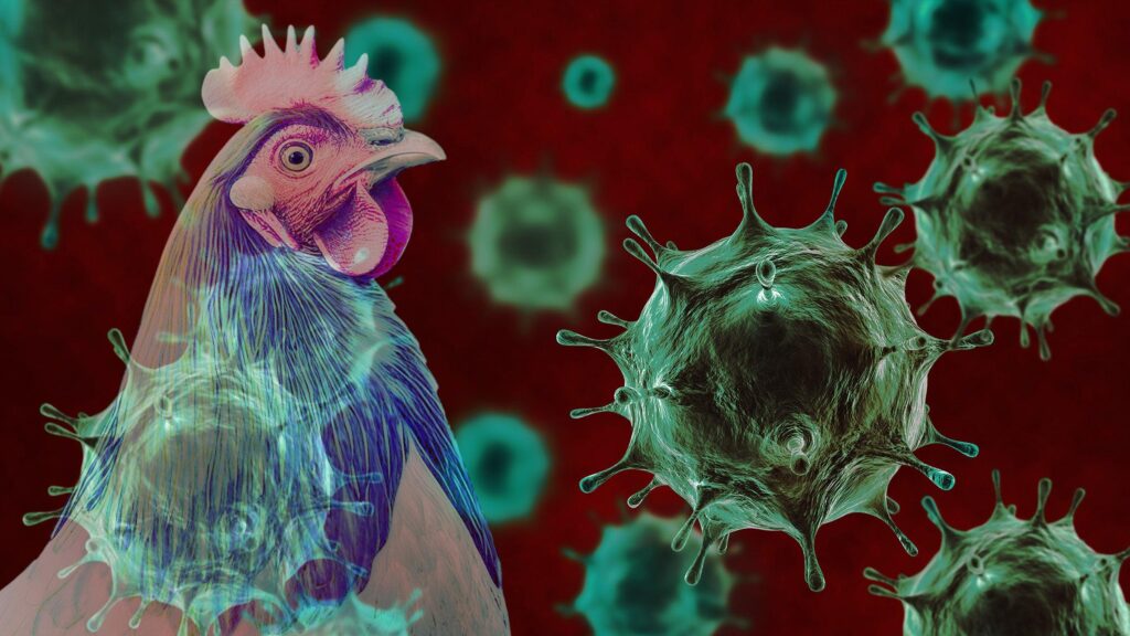 In food inflation-hit Brazil, bird flu may offer some relief – Reuters