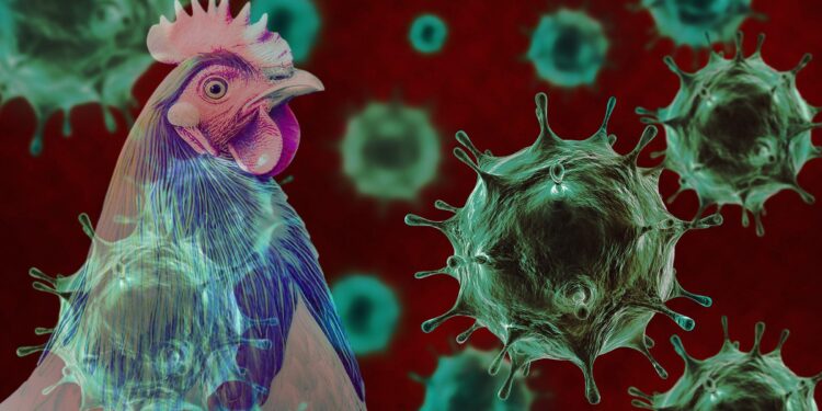 In food inflation-hit Brazil, bird flu may offer some relief – Reuters