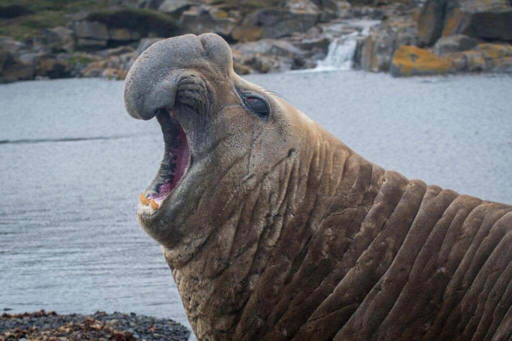 Oh ‘Gordy’: Elephant seal makes second appearance in Cape Town – News24