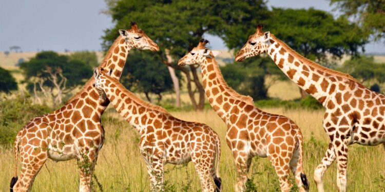 Import of giraffes, rhinos, hippos for Lahore zoo delayed over quarantine issues – The Express Tribune