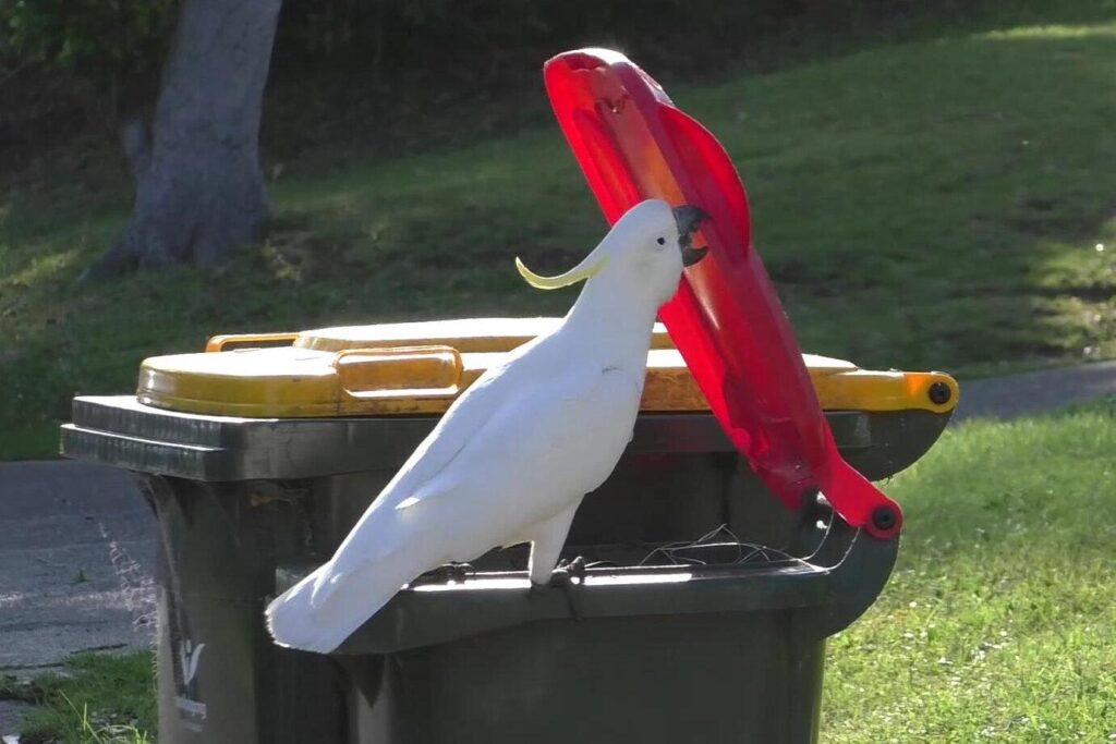 Australian ‘trash parrots’ have now developed a local ‘drinking tradition’ – Live Science