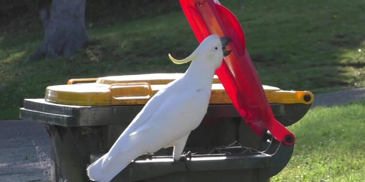 Australian ‘trash parrots’ have now developed a local ‘drinking tradition’ – Live Science