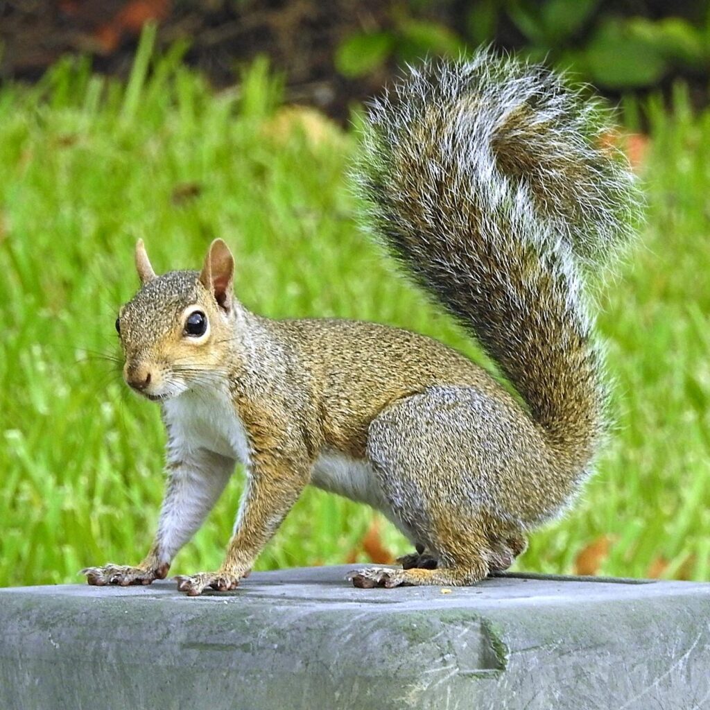 Squirrels’ antics add cheer to Shenyang park – news.cgtn.com