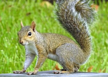 Squirrels’ antics add cheer to Shenyang park – news.cgtn.com