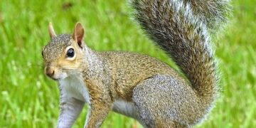 Squirrels’ antics add cheer to Shenyang park – news.cgtn.com