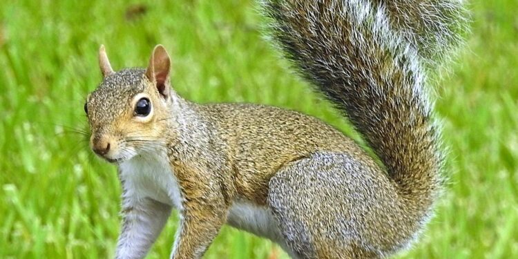 Squirrels’ antics add cheer to Shenyang park – news.cgtn.com