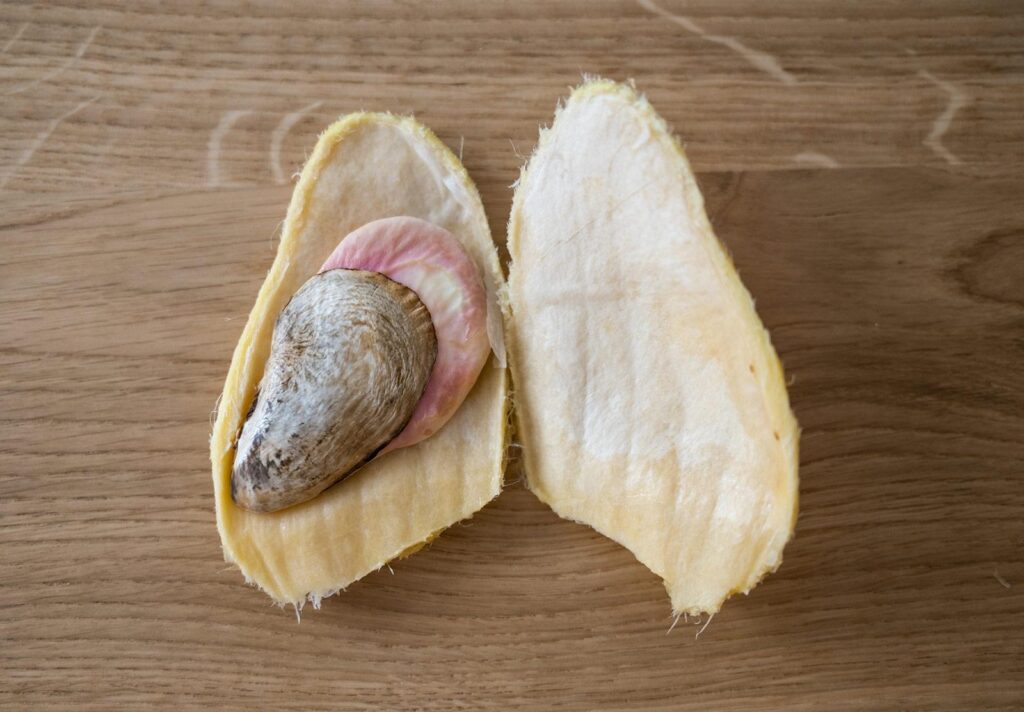 No proof that mango seeds can cure fibroids – Africa Check