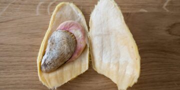 No proof that mango seeds can cure fibroids – Africa Check