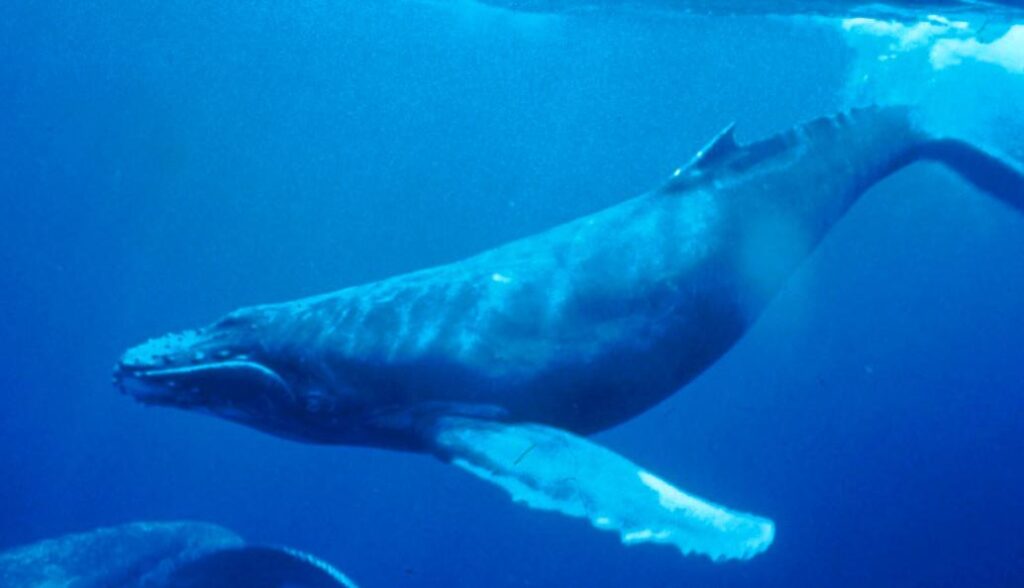 Rescue mission launched for distressed humpback whale near Sydney Harbour – South China Morning Post