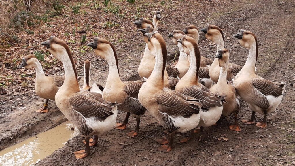 2022 Lion-head Goose Cultural Festival kicks off in Shantou – Global Times
