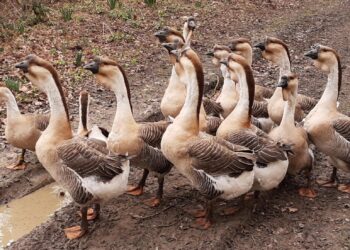 2022 Lion-head Goose Cultural Festival kicks off in Shantou – Global Times