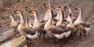 2022 Lion-head Goose Cultural Festival kicks off in Shantou – Global Times