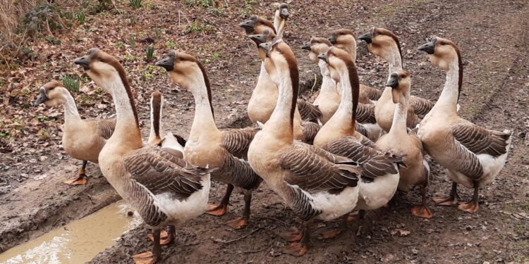 2022 Lion-head Goose Cultural Festival kicks off in Shantou – Global Times