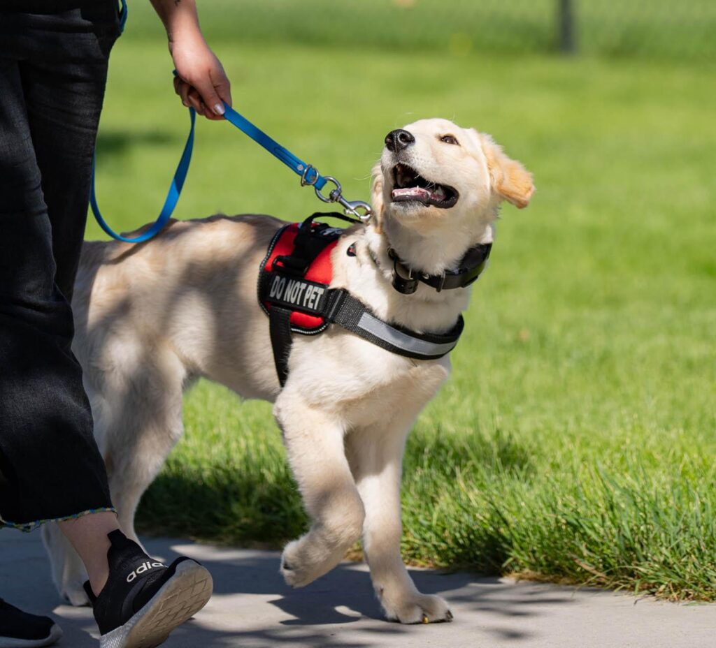 America’s VetDogs Partners with American Integrity Insurance Group to Raise Future Service Dog – Yahoo Finance