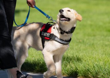 America’s VetDogs Partners with American Integrity Insurance Group to Raise Future Service Dog – Yahoo Finance