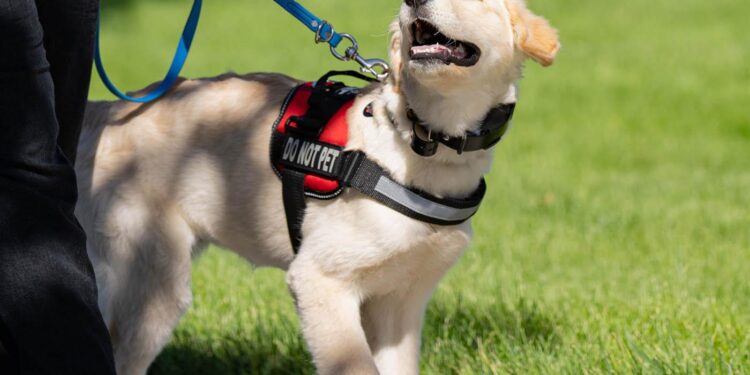 America’s VetDogs Partners with American Integrity Insurance Group to Raise Future Service Dog – Yahoo Finance