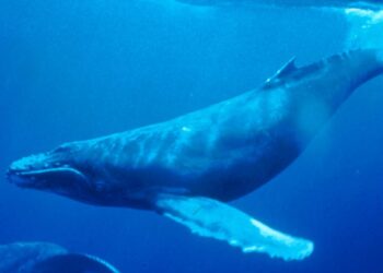 Search continues for humpback whale entangled in drum line off Sydney’s coast – The Guardian
