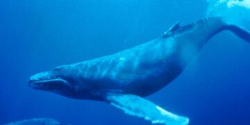 Search continues for humpback whale entangled in drum line off Sydney’s coast – The Guardian