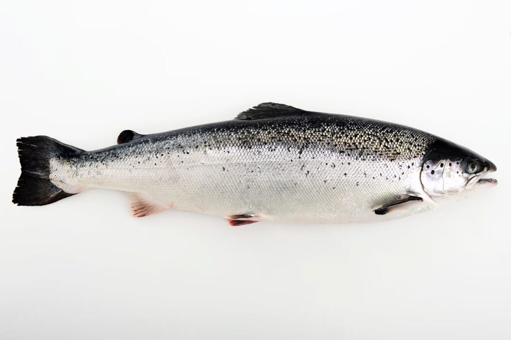 Norwegian salmon exports to South Korea rise 12% as fillet demand grows – Undercurrent News