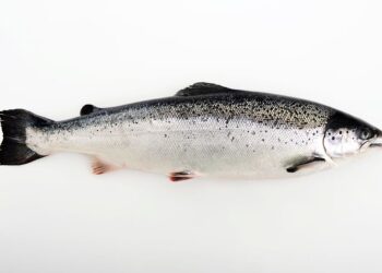 Norwegian salmon exports to South Korea rise 12% as fillet demand grows – Undercurrent News