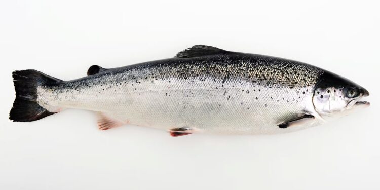 Norwegian salmon exports to South Korea rise 12% as fillet demand grows – Undercurrent News